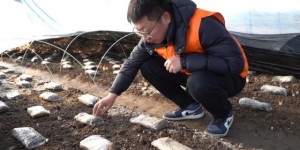 一张保单守护“菌中黄金”