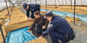 警务融入产业 平安赋能增收  冰城公安为特色种植保驾护航